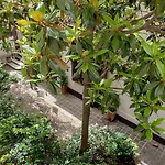 Pick A Flat\'S Apartment In Saint-Germain Des Pres - Rue Paul Louis Courier