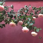 La Maison Rouge