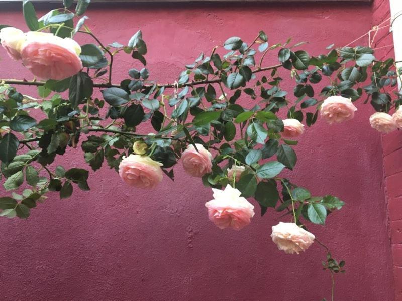 Bed & Breakfast La Maison Rouge